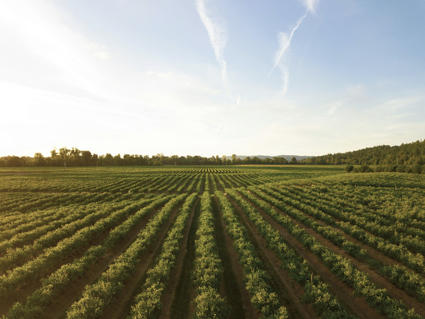 From Seed to Harvest: A Farm’s Journey